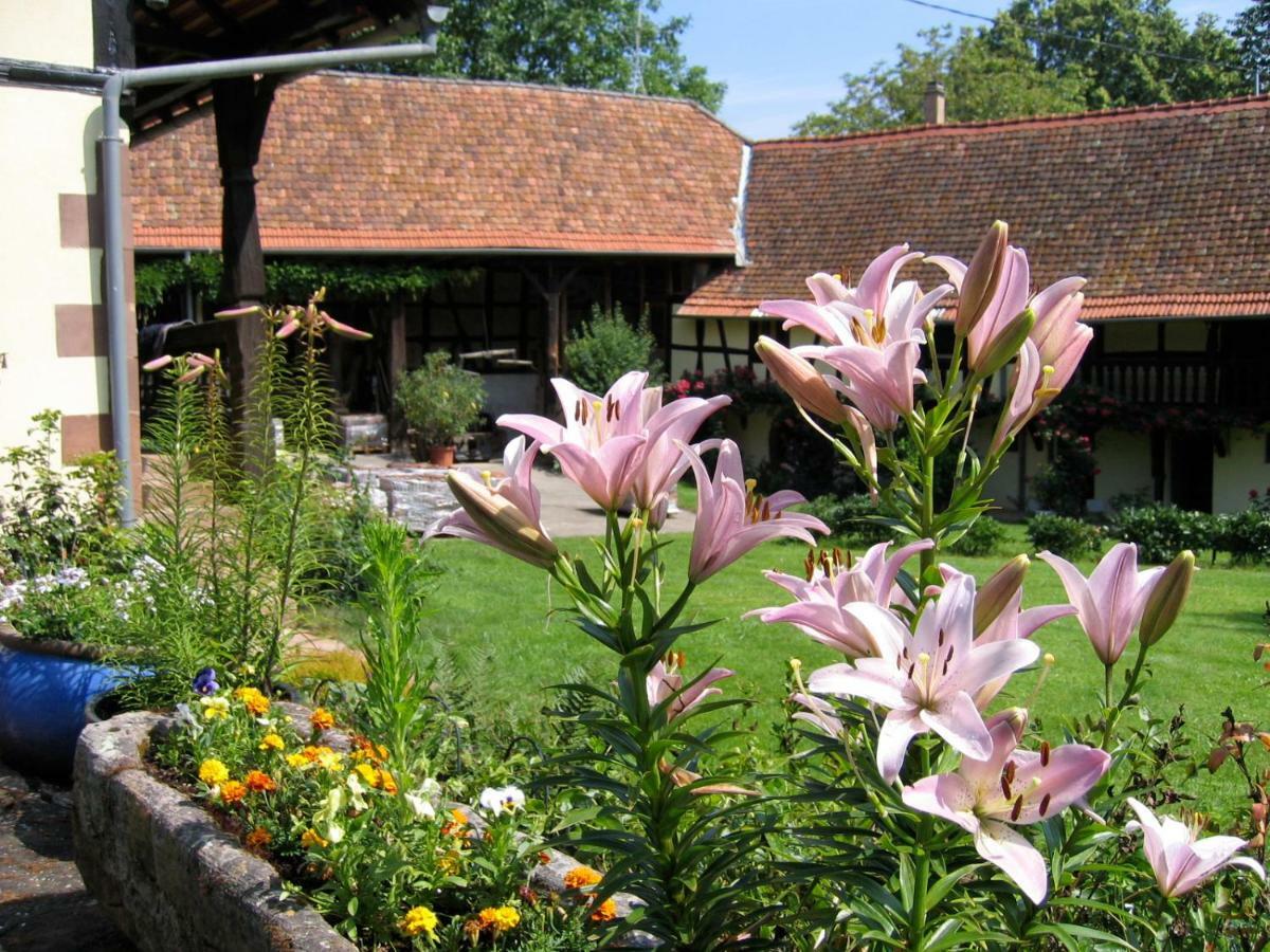 Le Gite Des Ecureuils Schalkendorf Exterior photo